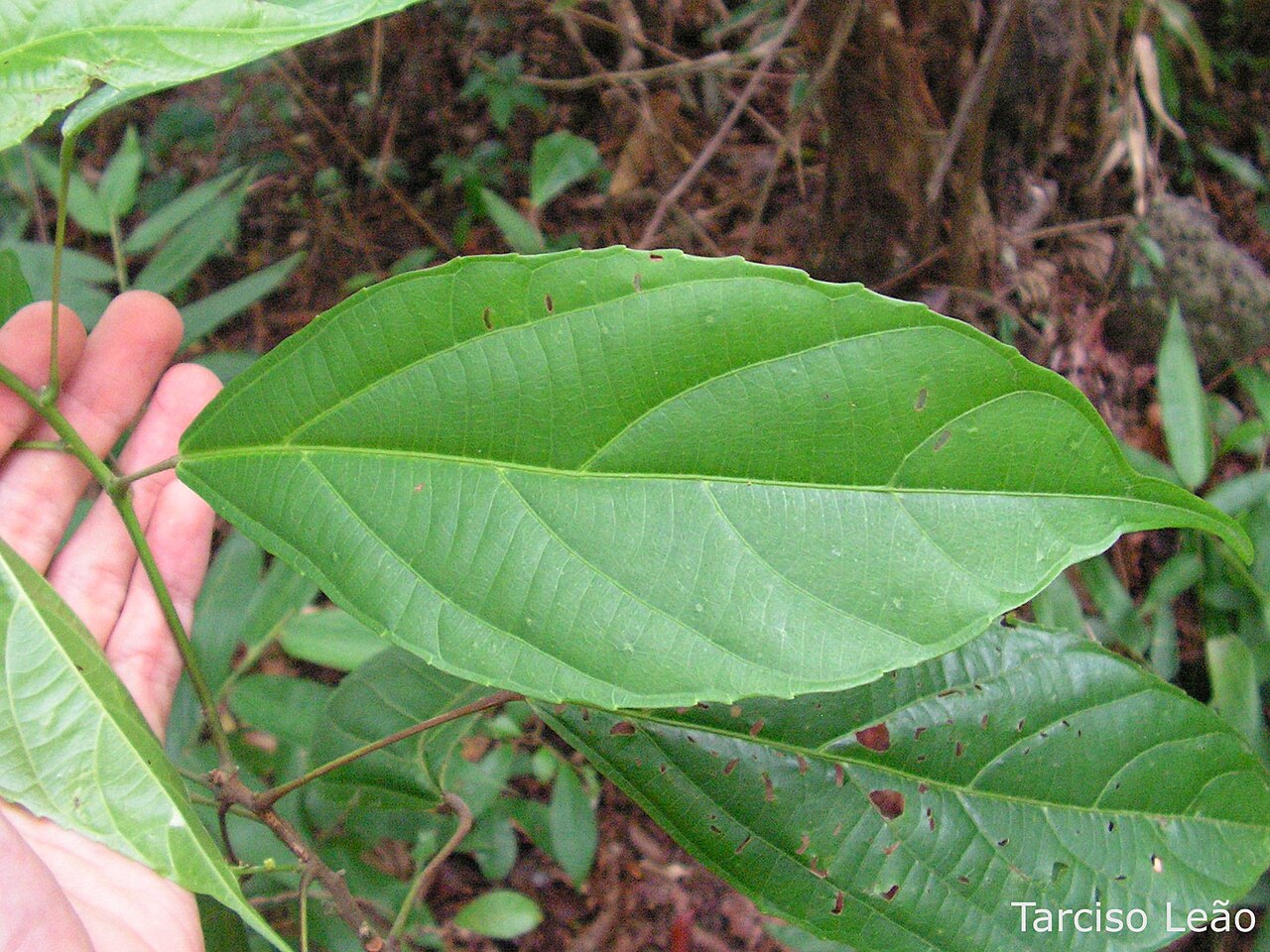 Aparisthmium cordatum: Local: Mata do Sabiá, Cabo de Santo Agostinho, Pernambuco, Brasil.