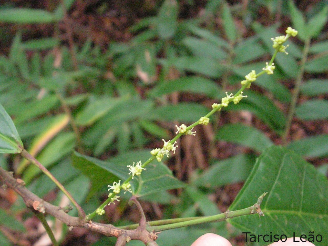 Aparisthmium cordatum: Local: Mata do Sabiá, Cabo de Santo Agostinho, Pernambuco, Brasil.