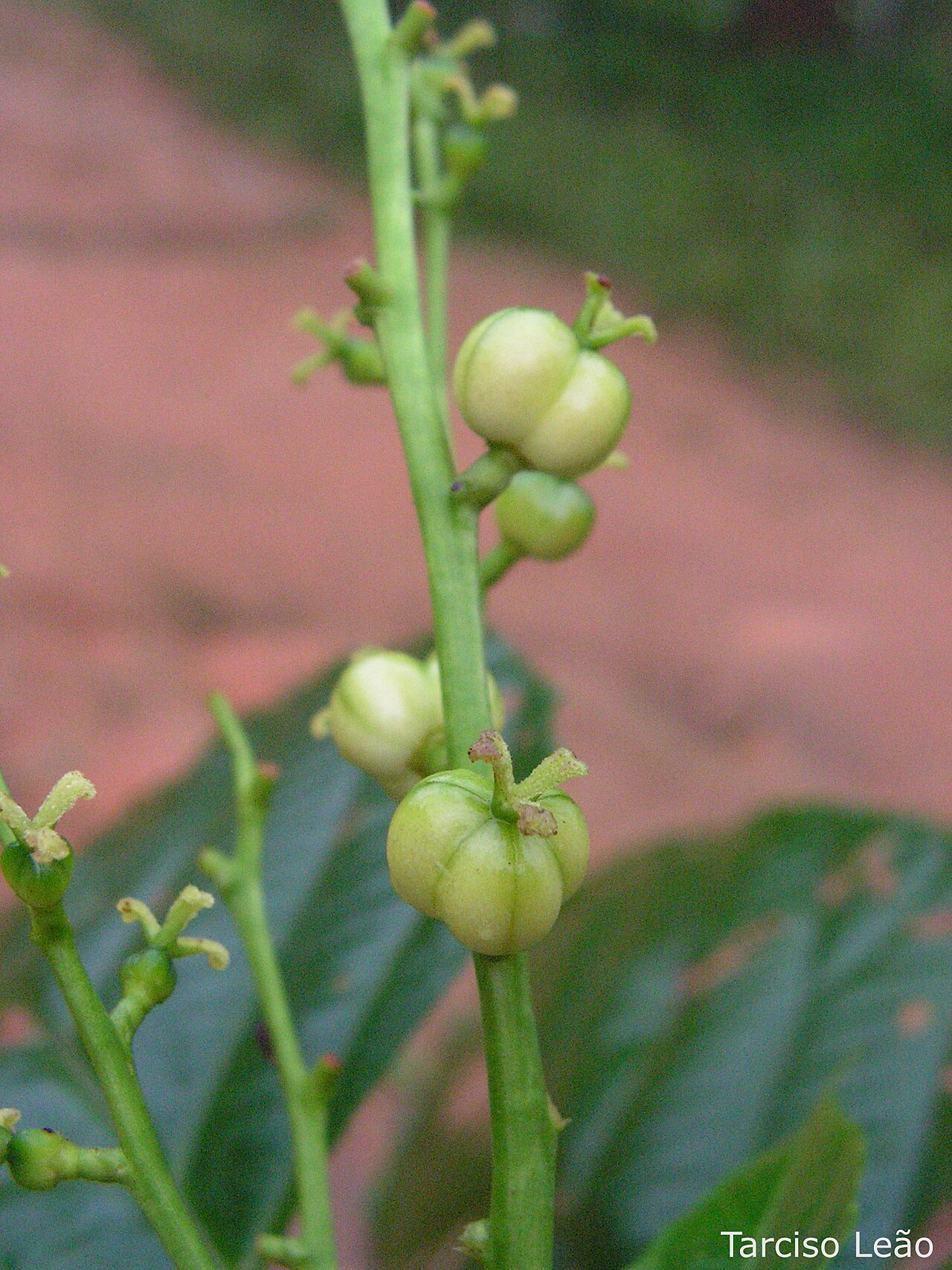 Aparisthmium cordatum: Local: Mata do Sabiá, Cabo de Santo Agostinho, Pernambuco, Brasil.