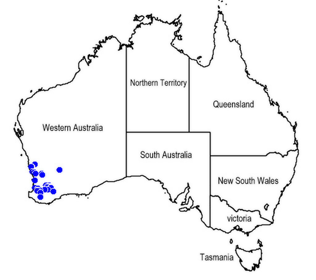 Apatelantha albicans: Mapa de distribución de Lachnostachys albicans , endemismo del Estado de Western Australia.