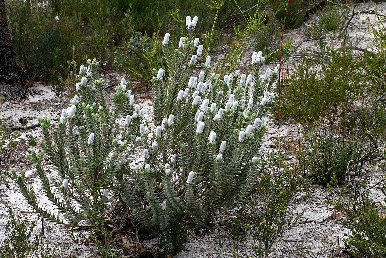 Apatelantha albicans: Lachnostachys albicans 2008 Flowers can be purple/blue-purple/white and flower Aug to Oct.
