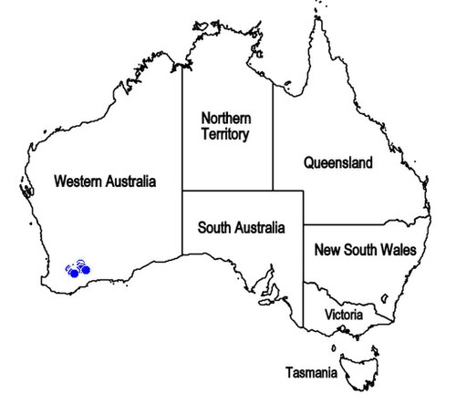 Apatelantha lachnostachya: Mapa de distribución de Physopsis lachnostachya , endemismo de Western Australia.