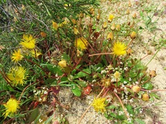 Apatesia helianthoides (Apatesia helianthoides)