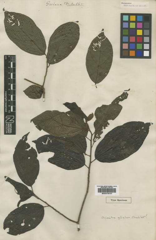 Apeiba glabra: Aubl. (= ) - herbier collecté par Aublet en Guyane, conservé au British Museum
