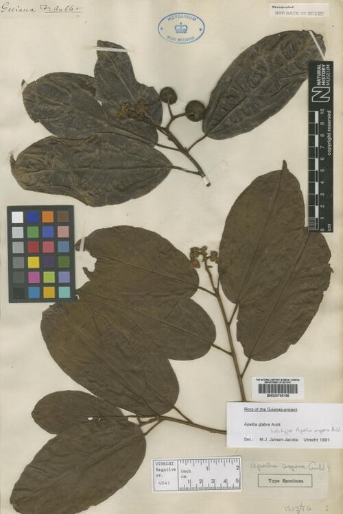 Apeiba glabra: Apeiba aspera Aubl. (= Apeiba glabra Aubl. ) - herbier collecté par Aublet en Guyane, conservé au British Museum BM000795156