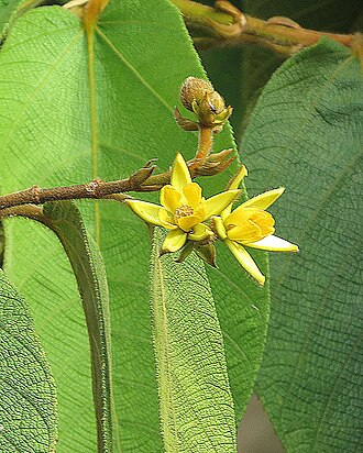 Apeiba membranacea: From the Monkey Comb genus, known widely in the Neotropics as Tapabotija, and here in Panama as Peinecillo. Planted for its wood and oils.