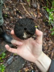 Apeiba membranacea (Apeiba membranacea)