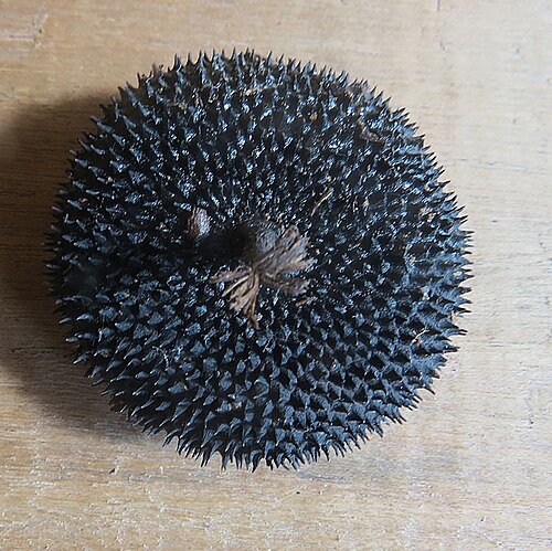 Apeiba membranacea: One of the species whose pods are known as Monkey Combs or Peine de Monos. New pods are green with longer spines.