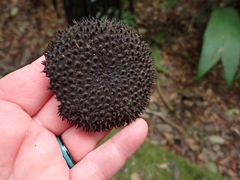 Apeiba membranacea (Apeiba membranacea)