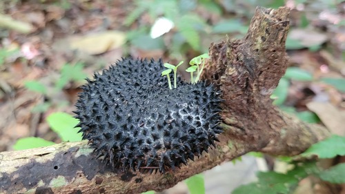 Apeiba membranacea (Apeiba membranacea)
