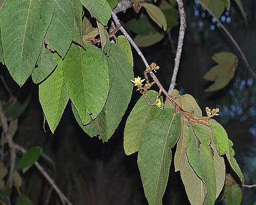 Apeiba membranacea: One of the species called Monkey Combs or Peinecillos due to their seeds, and through much of the Neotropics as Tapabotija. A tree yeilding fine wood and oil. P