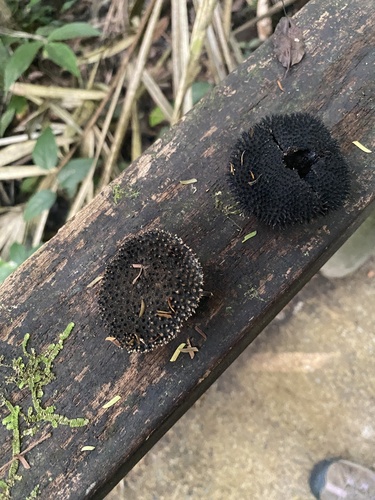 Apeiba membranacea (Apeiba membranacea)