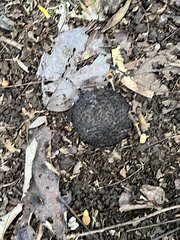 Apeiba membranacea (Apeiba membranacea)