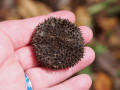 Apeiba membranacea (Apeiba membranacea)