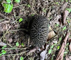 Apeiba membranacea (Apeiba membranacea)