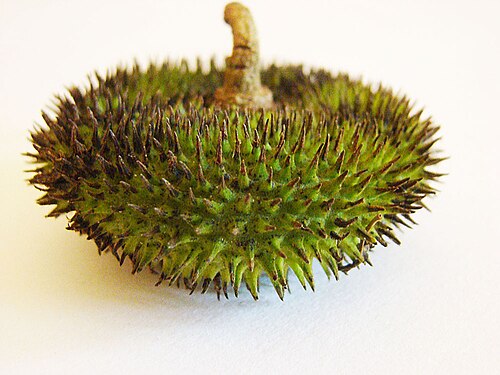 Apeiba membranacea: This is one of several species whose spiny pods are called Monkey Combs (Peine de Mono). Found from Honduras to Bolivia. In context at www.dixpix.ca/meso_americ