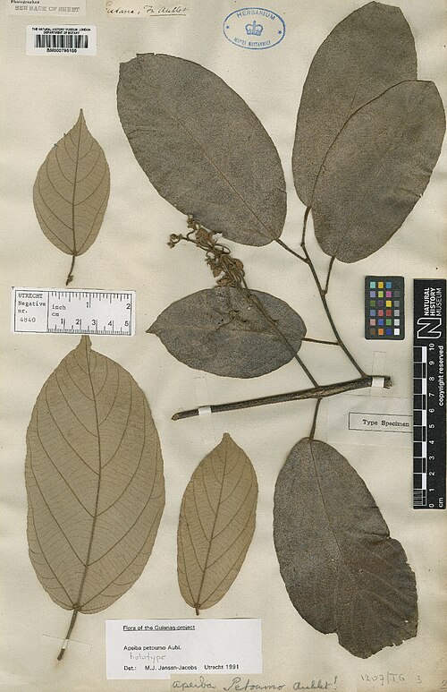 Apeiba petoumo: Apeiba petoumo Aubl. - herbier collecté par Aublet en Guyane, conservé au British Museum BM000795155