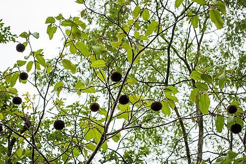 Apeiba tibourbou: Detalhe de ramos com frutos de Apeiba tibourbou Aubl.