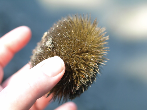 Apeiba tibourbou (Apeiba tibourbou)