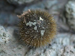 Apeiba tibourbou (Apeiba tibourbou)