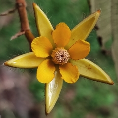 Apeiba tibourbou (Apeiba tibourbou)