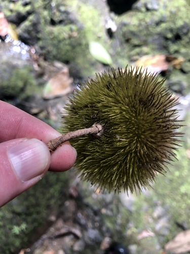 Apeiba tibourbou (Apeiba tibourbou)
