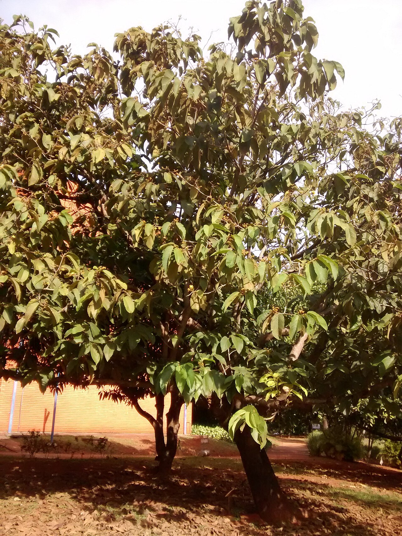 Apeiba tibourbou: Apeiba tibourbou at FE unicamp, Campinas (SP) - Brasil.