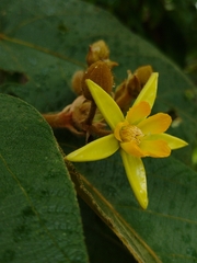 Apeiba tibourbou (Apeiba tibourbou)