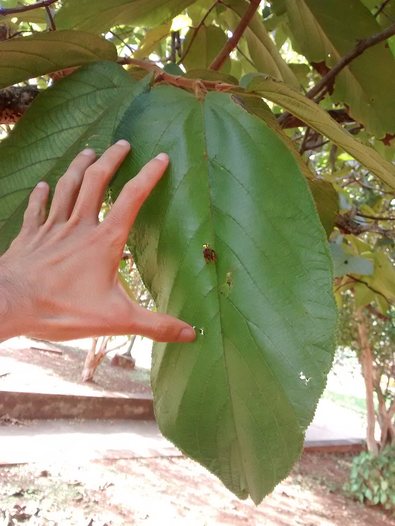 Apeiba tibourbou: Apeiba tibourbou at FE unicamp, Campinas (SP) - Brasil.