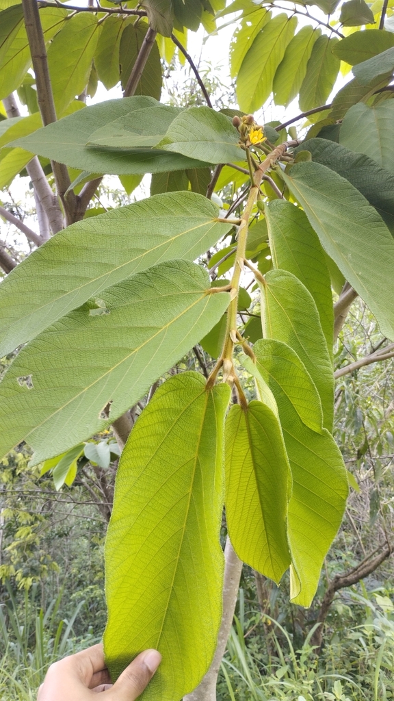 Apeiba tibourbou (Apeiba tibourbou)