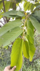 Apeiba tibourbou (Apeiba tibourbou)