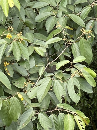 Apeiba tibourbou (Apeiba tibourbou)