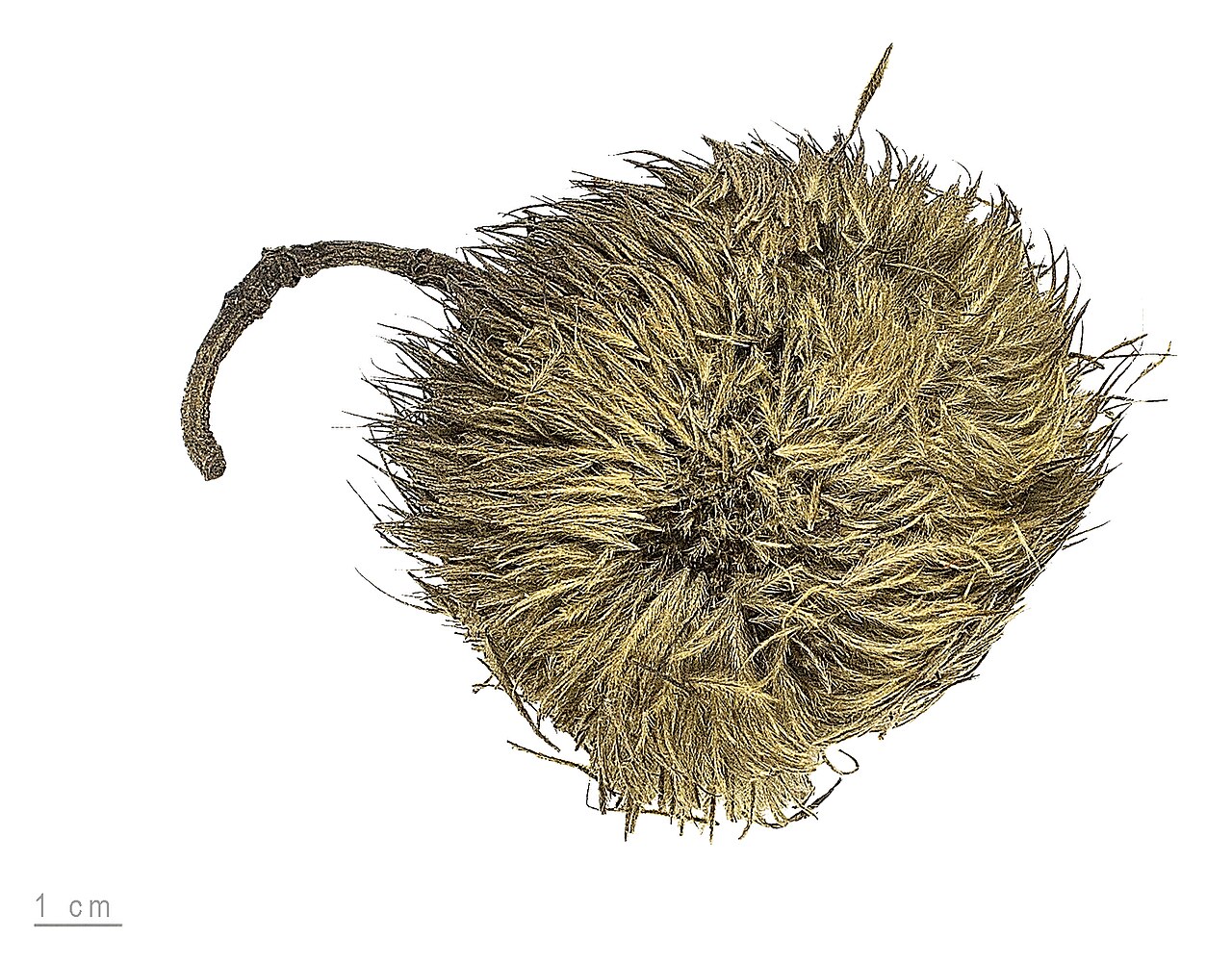 Apeiba tibourbou: Apeiba tibourbou, fruit