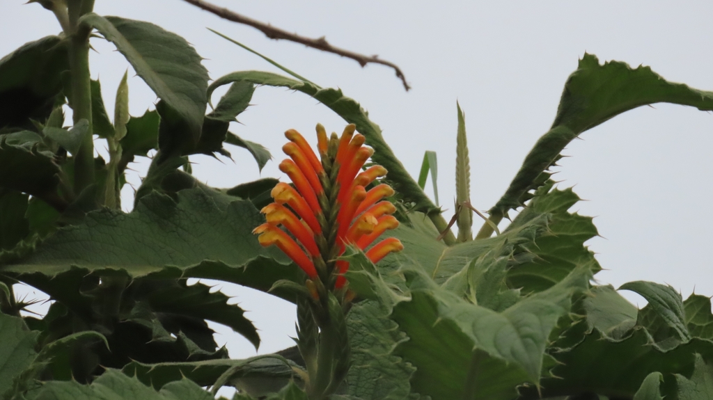 Aphelandra acanthifolia (Aphelandra acanthifolia)