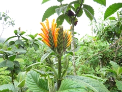 Aphelandra acanthifolia (Aphelandra acanthifolia)