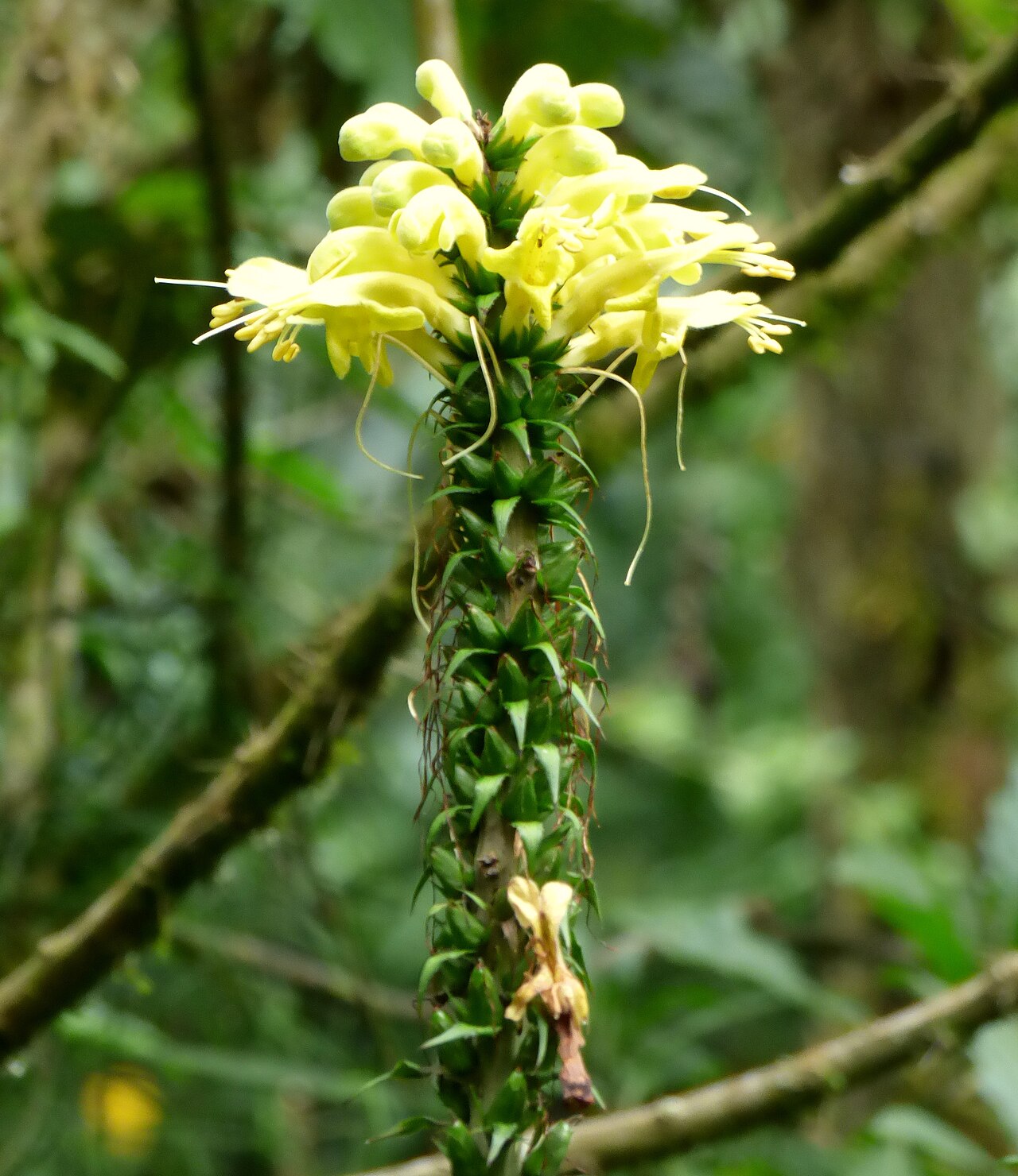 Aphelandra acanthus: Aphelandra acanthus