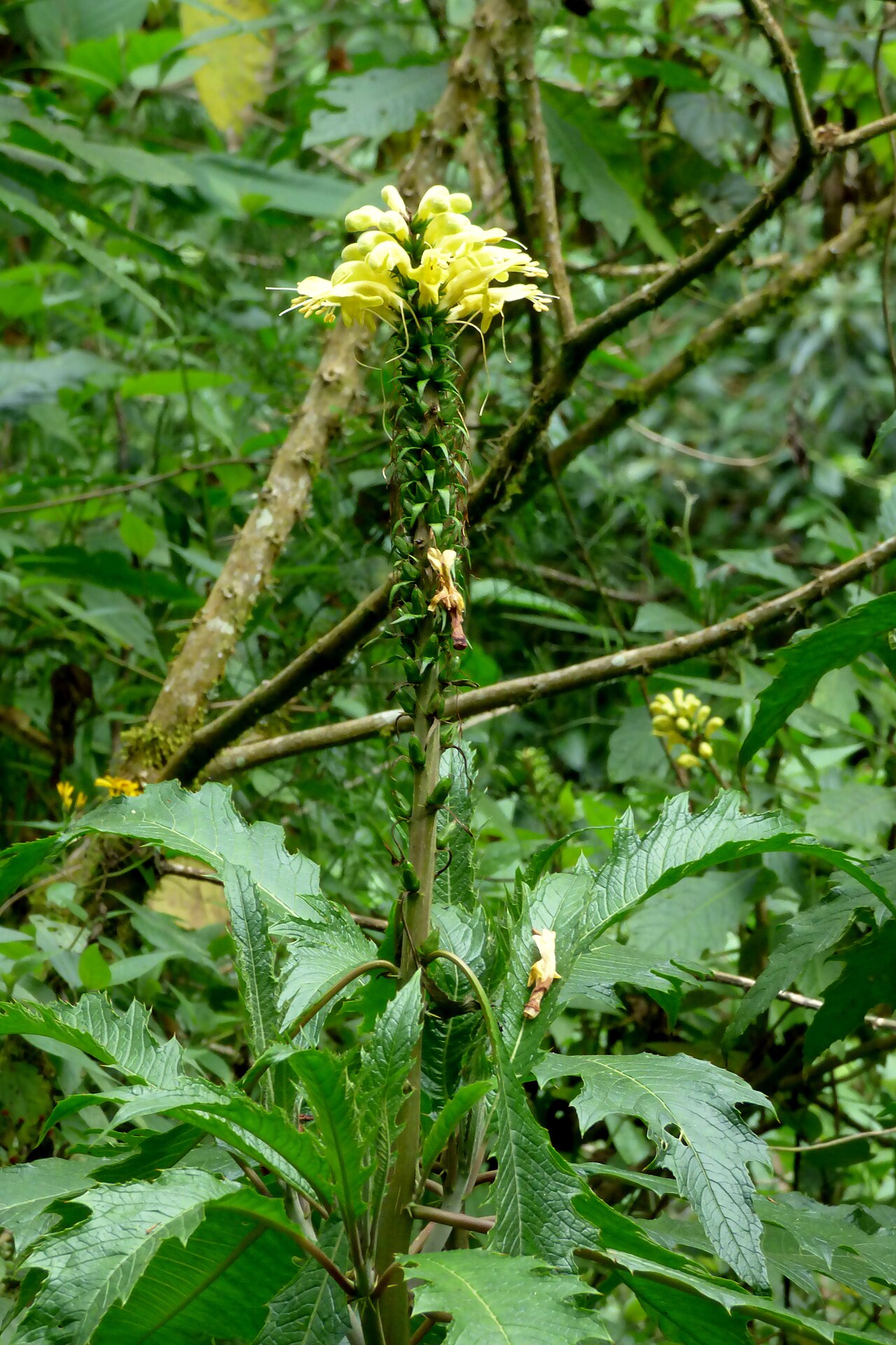 Aphelandra acanthus: Aphelandra acanthus
