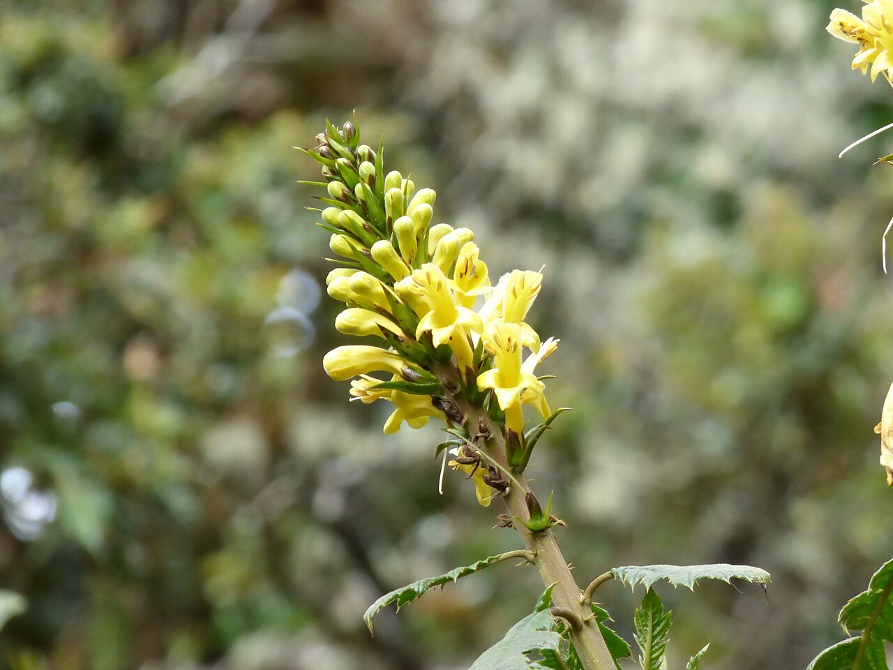 Aphelandra acanthus: Aphelandra acanthus