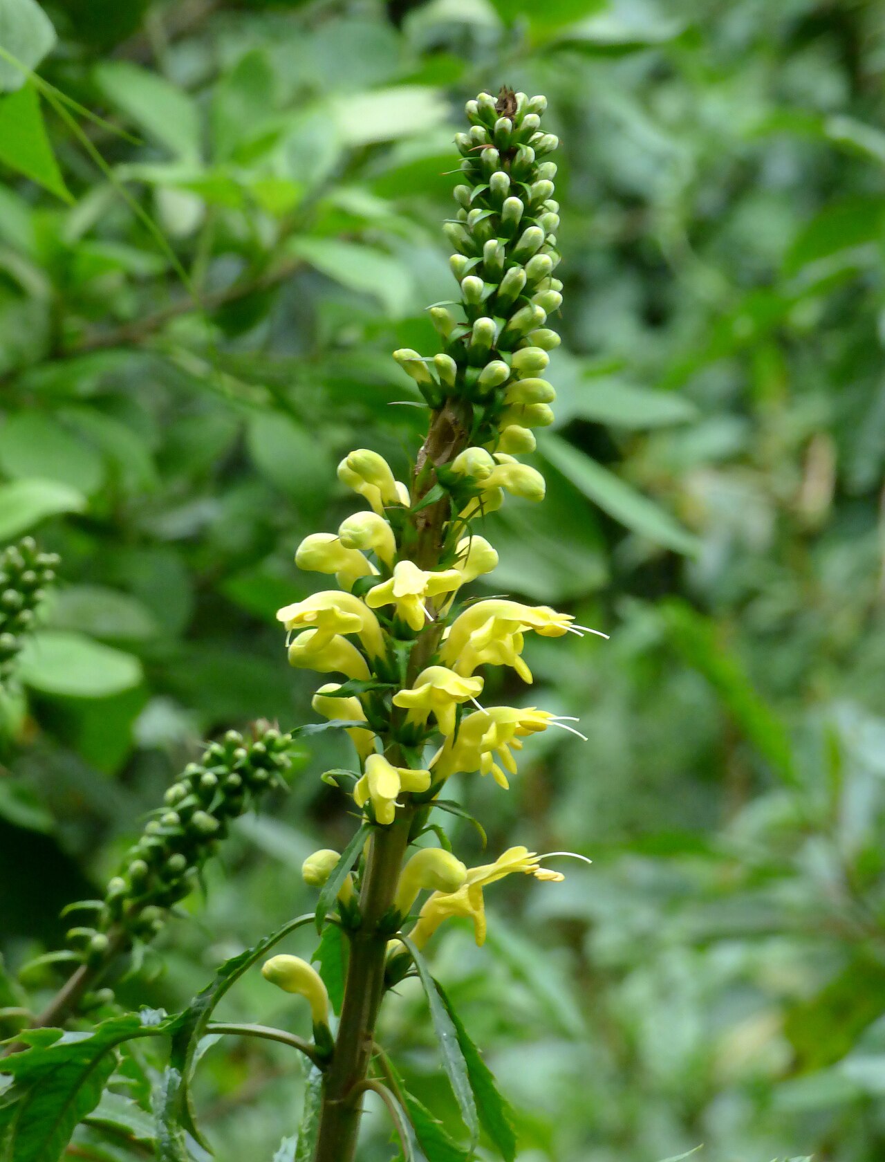 Aphelandra acanthus: Aphelandra acanthus