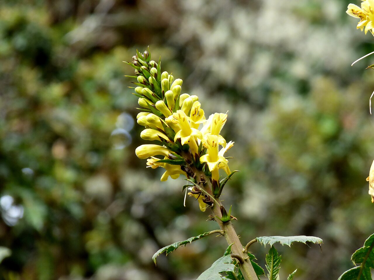 Aphelandra acanthus: Aphelandra acanthus
