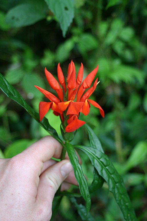 Fieryspike: Found on the trail to Refugio Eladio in the Peñas Blancas valley to the east of Monteverde. This doesn't look exactly like most A. aurantiaca plants I've seen,