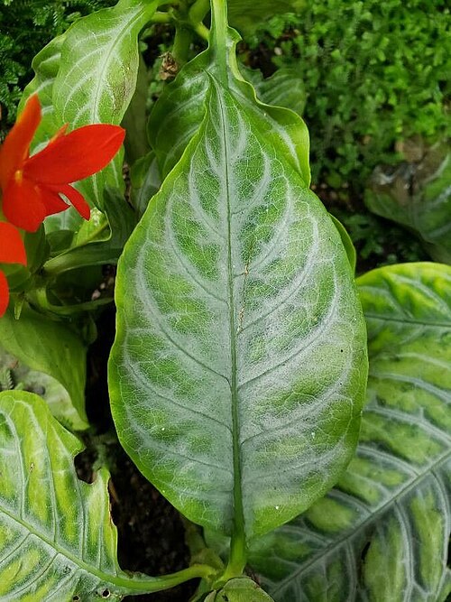 Fieryspike: The image features a single leaf from Aphelandra aurantiaca.