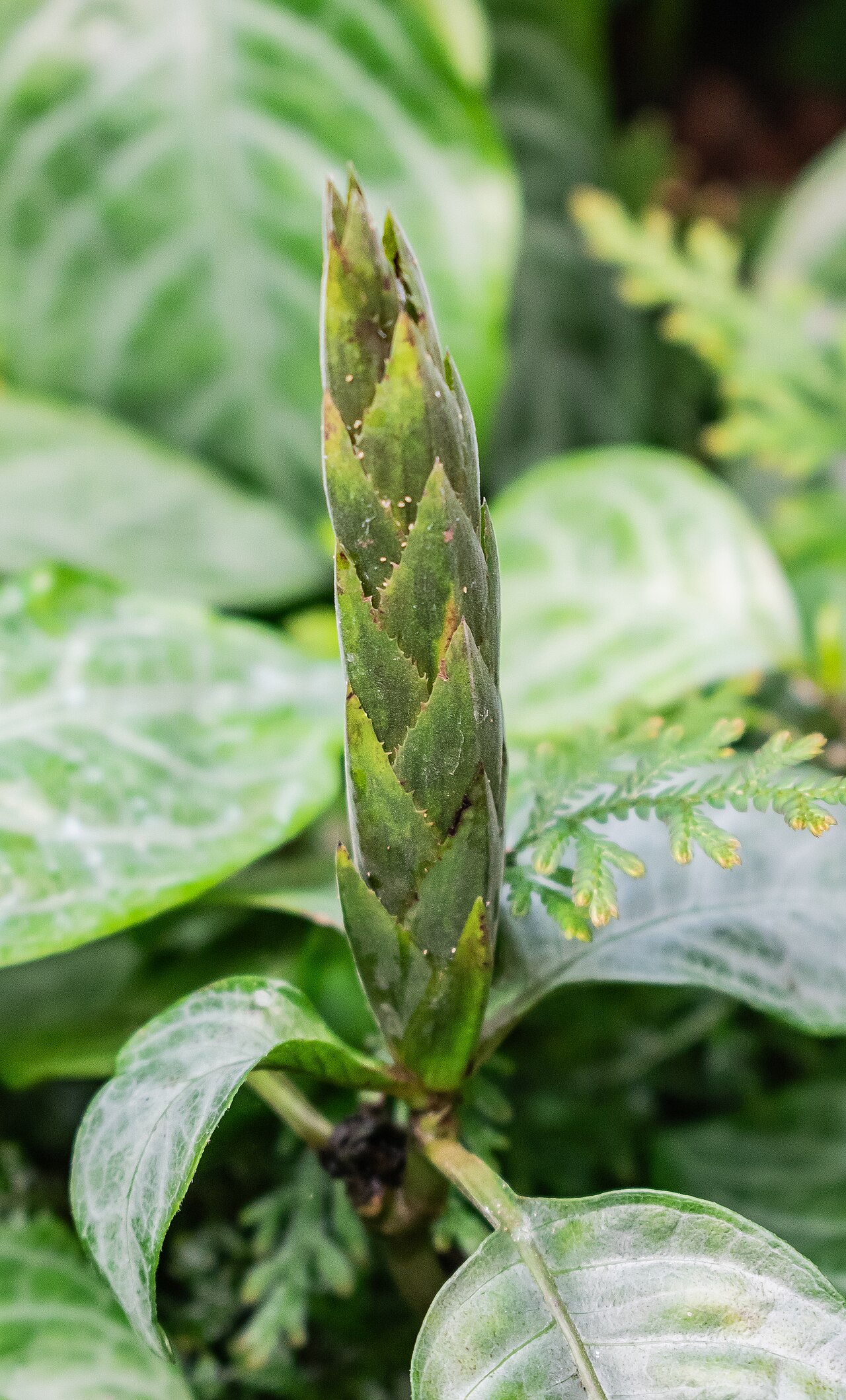 Fieryspike: Aphelandra aurantiaca in tropical greenhouses in the Parc de la Tete d'Or in Lyon , France