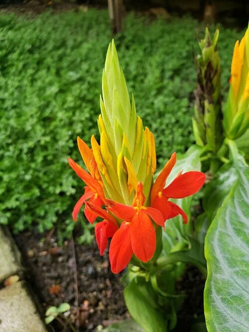 Fieryspike: The image features an inflorescence from Aphelandra aurantiaca.