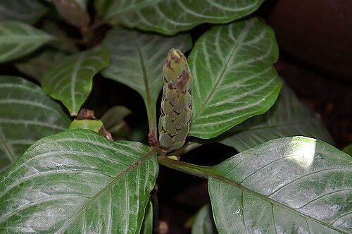 Fieryspike: Location taken: the New York Botanical Garden. Names: Aphelandra aurantiaca (Scheidw.) Lindl. Classification: Plantae > Magnoliophyta > Magnoliopsida > Lamiales