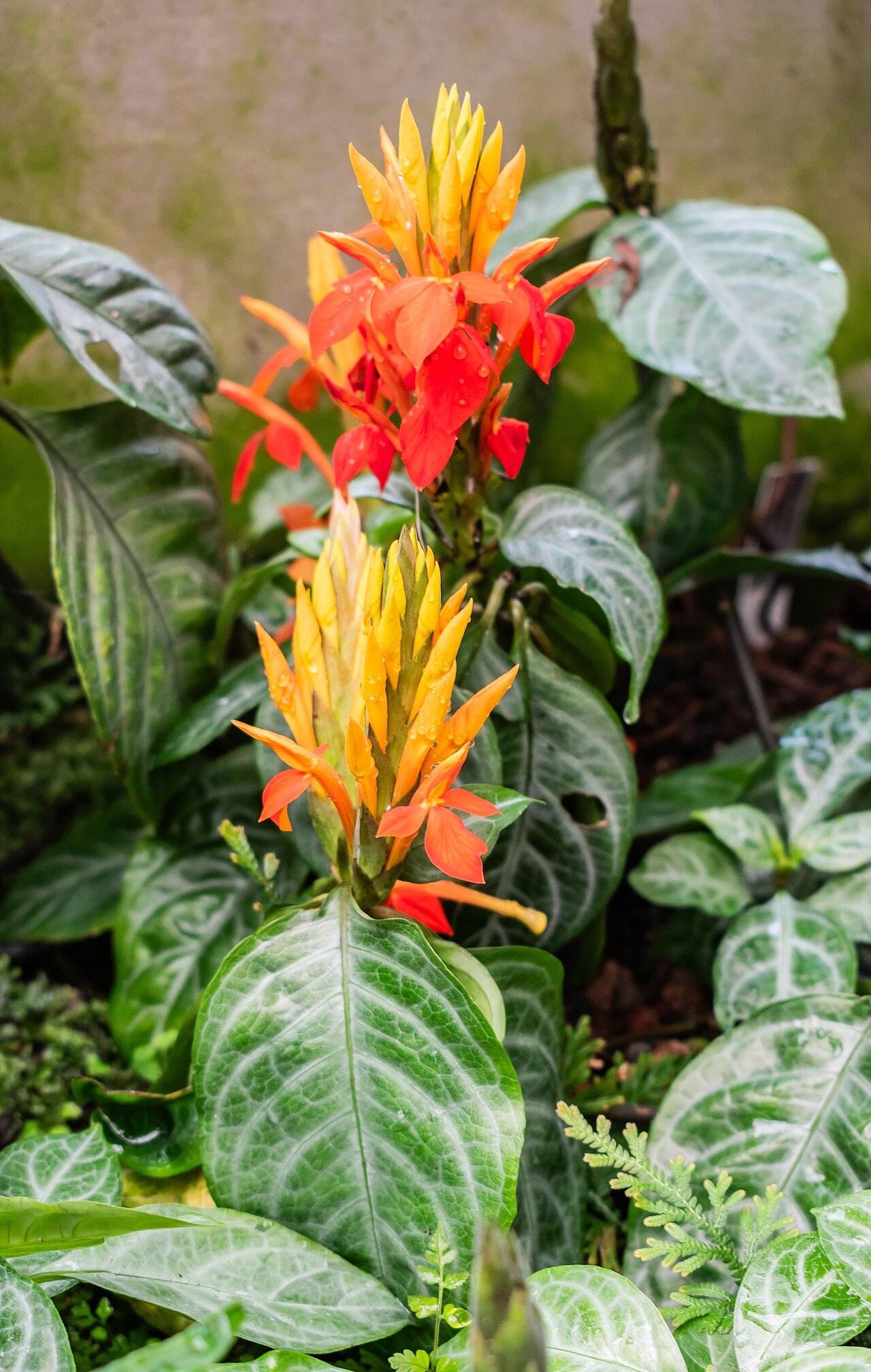 Fieryspike: Aphelandra aurantiaca in tropical greenhouses in the Parc de la Tete d'Or in Lyon , France