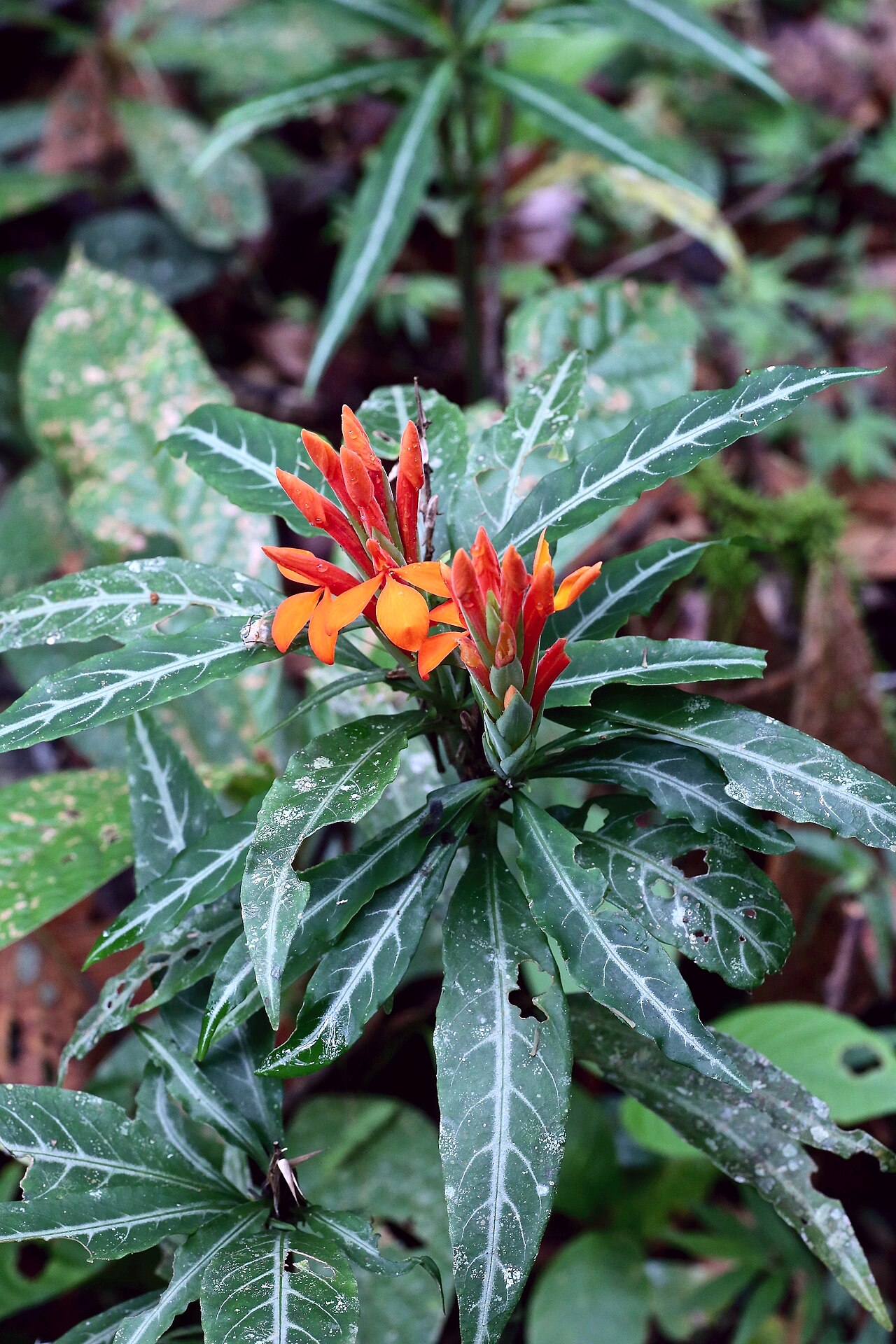 Fieryspike: Ecuador, Jatun Sacha Biologic Station, south side of Rio Napo.