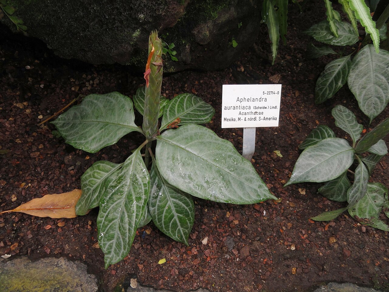 Fieryspike: Botanical specimen in the Palmengarten, Frankfurt am Main, Germany.