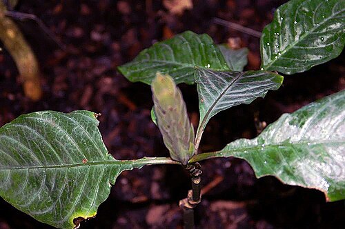 Fieryspike: Location taken: the New York Botanical Garden. Names: Aphelandra aurantiaca (Scheidw.) Lindl. Classification: Plantae > Magnoliophyta > Magnoliopsida > Lamiales