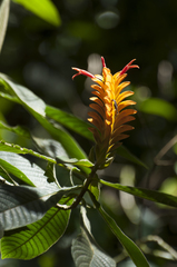 Aphelandra flava (Aphelandra flava)